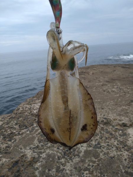 新タックルでの初釣果